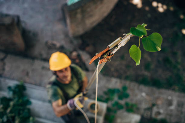 Best Commercial Tree Services  in Highland, CA